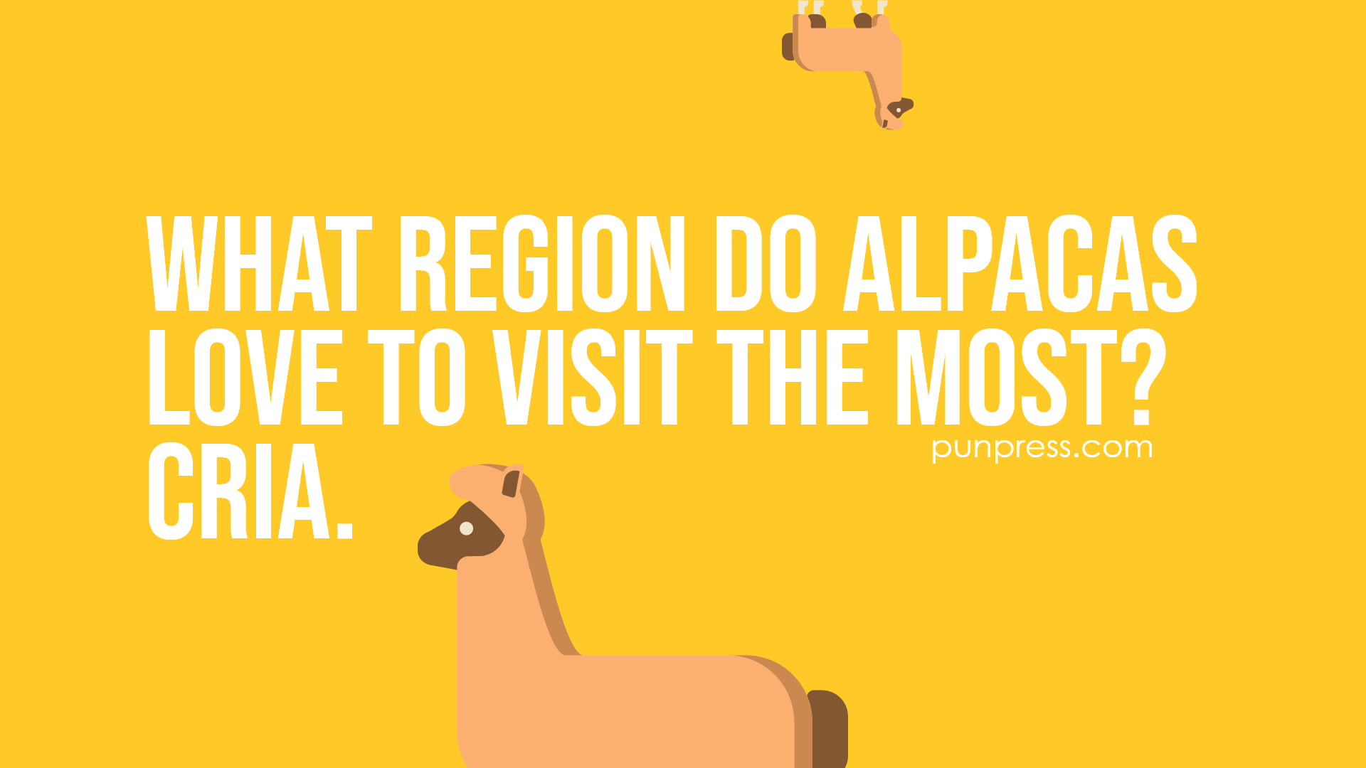 51 Alpaca Puns That Are Both Funny And Macho Punpress 2917